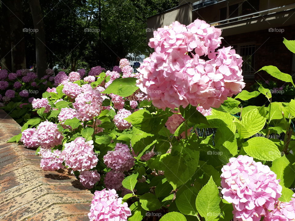 Beautiful pink hydrangea. Bumming flowers