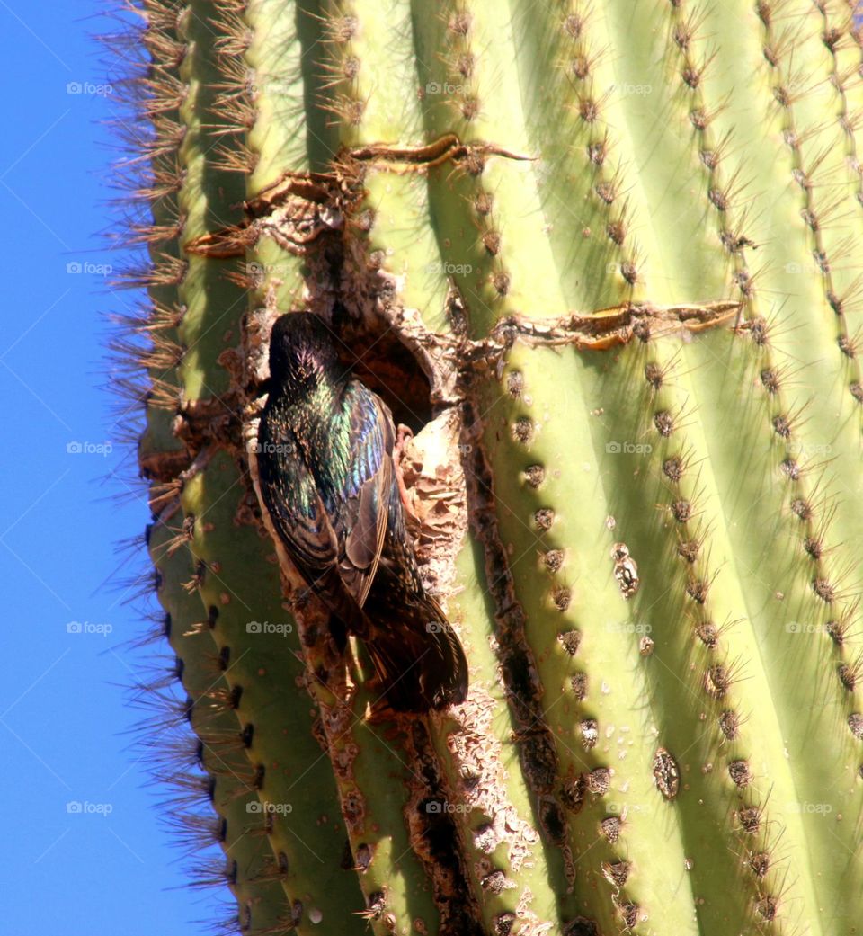 Starling Arriving at Nest with Food