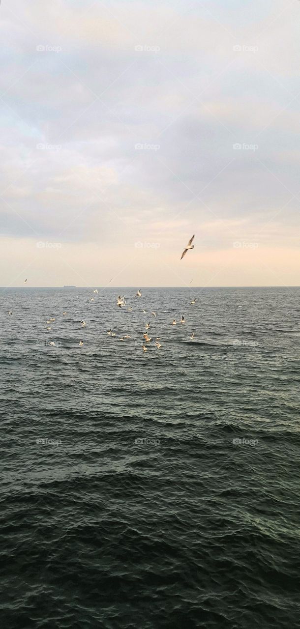 the flight of seagulls