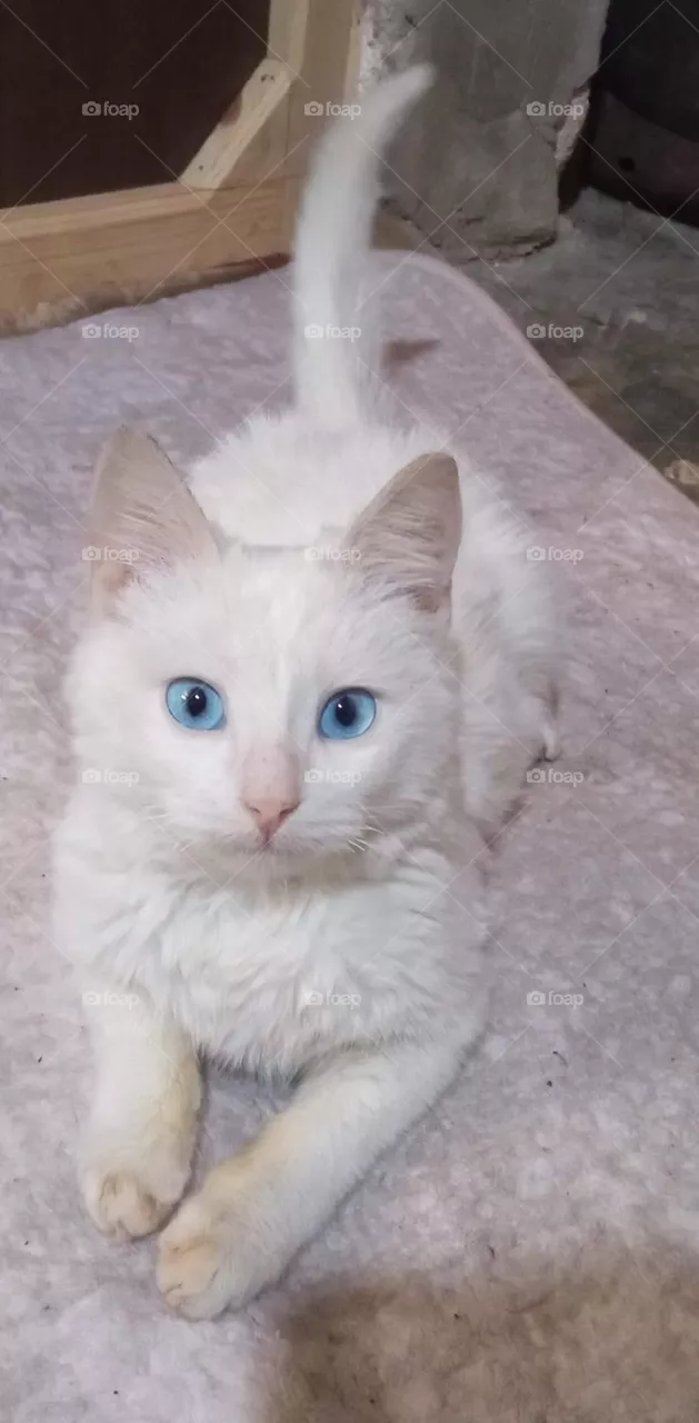Lovely cat