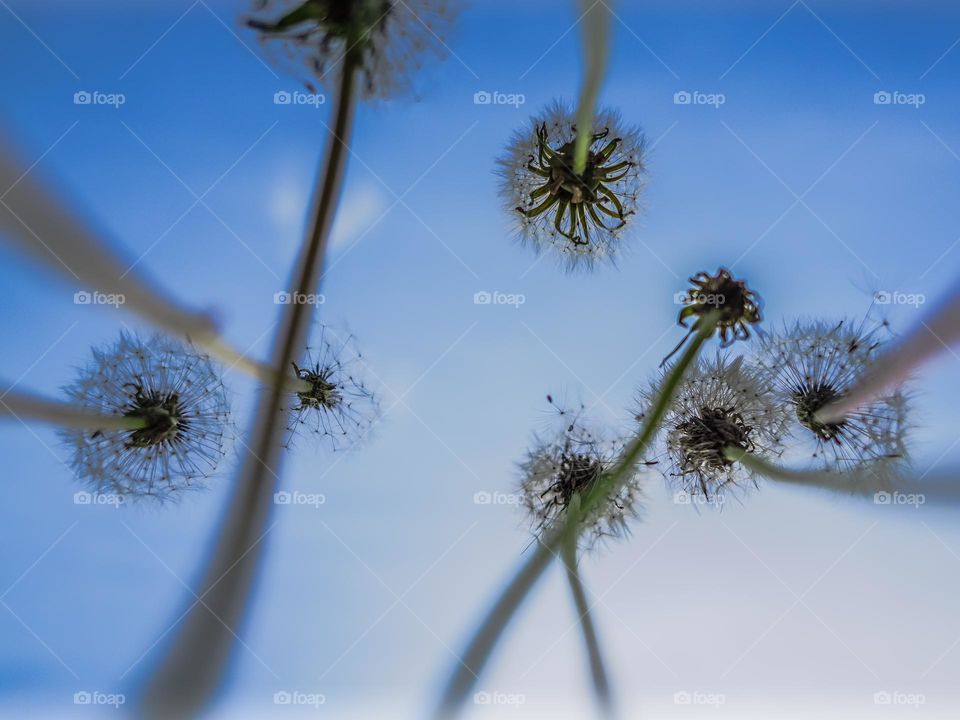 Dandelions5