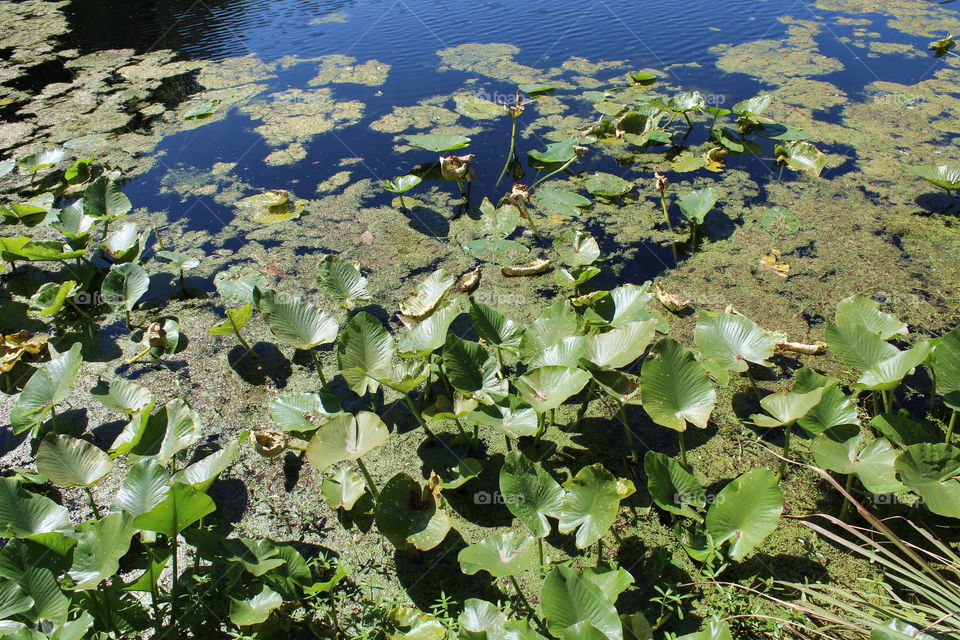 Plants growing out of the lake