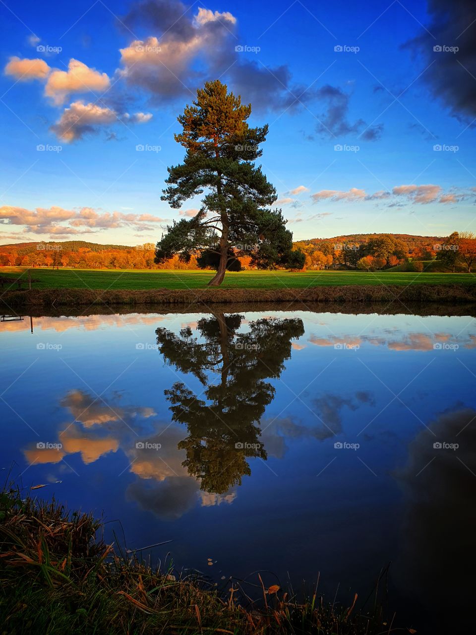 Big bonsai mirrored in lake