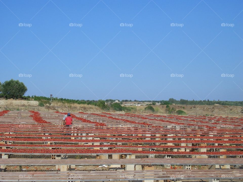 Tomato production farm in south of Italy
