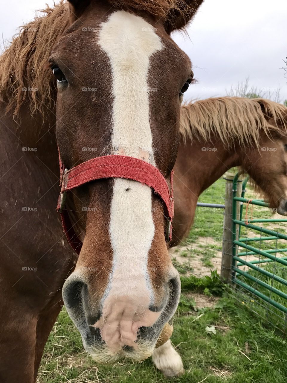 Draft horse 