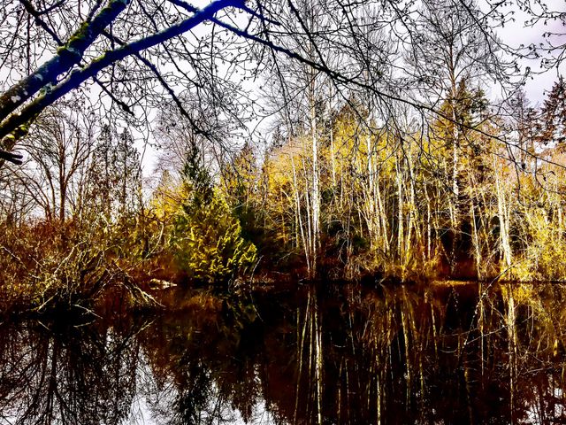 Frozen Wetland