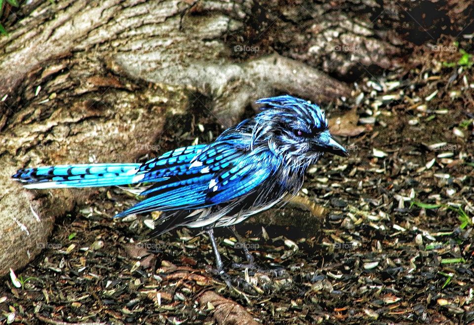 Unusual bluejay