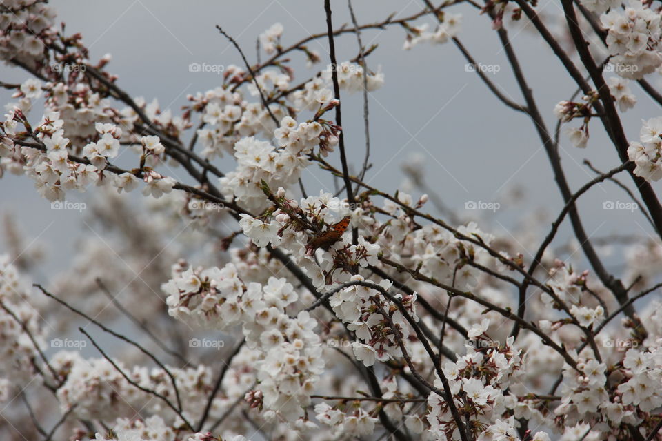 Cherry blossoms