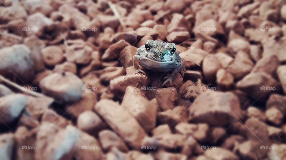 Tiny Frog. Texas Rain 