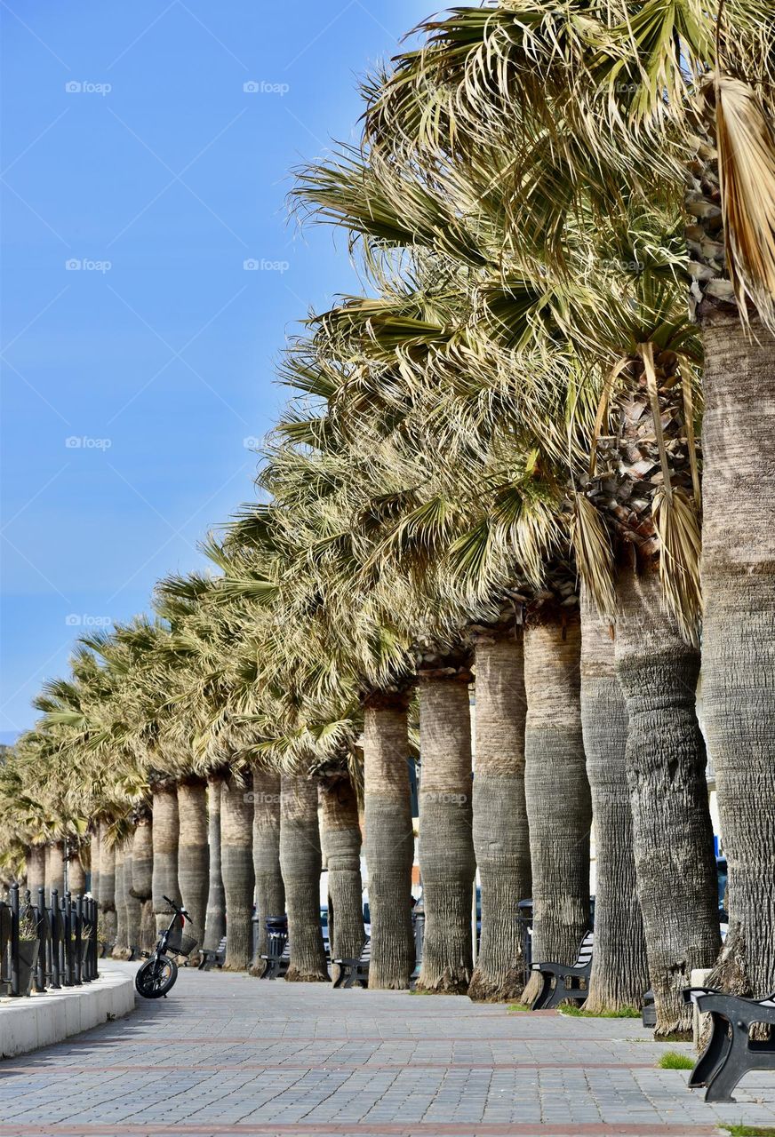 Palm trees