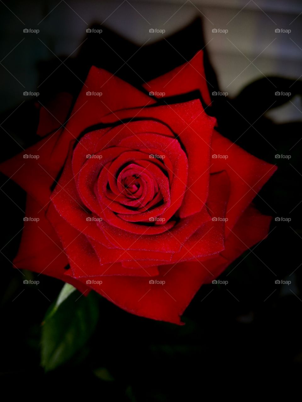 red rose in macro