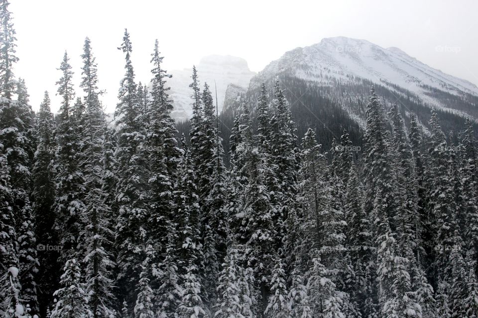 Snow covered trees and mountains
