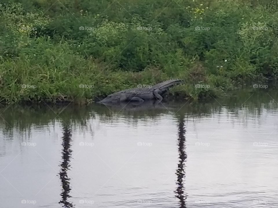 alligator on the bank