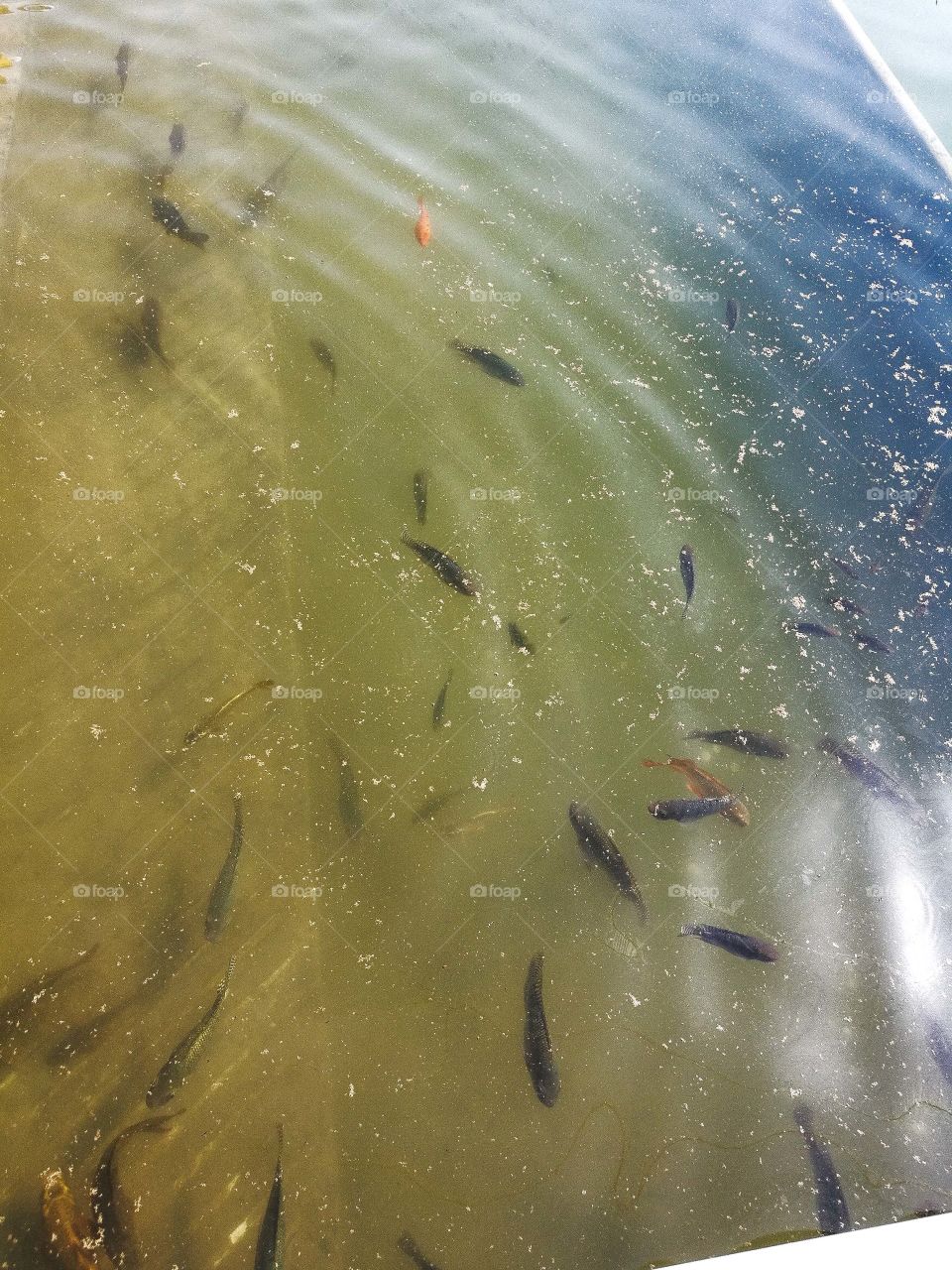 fishes