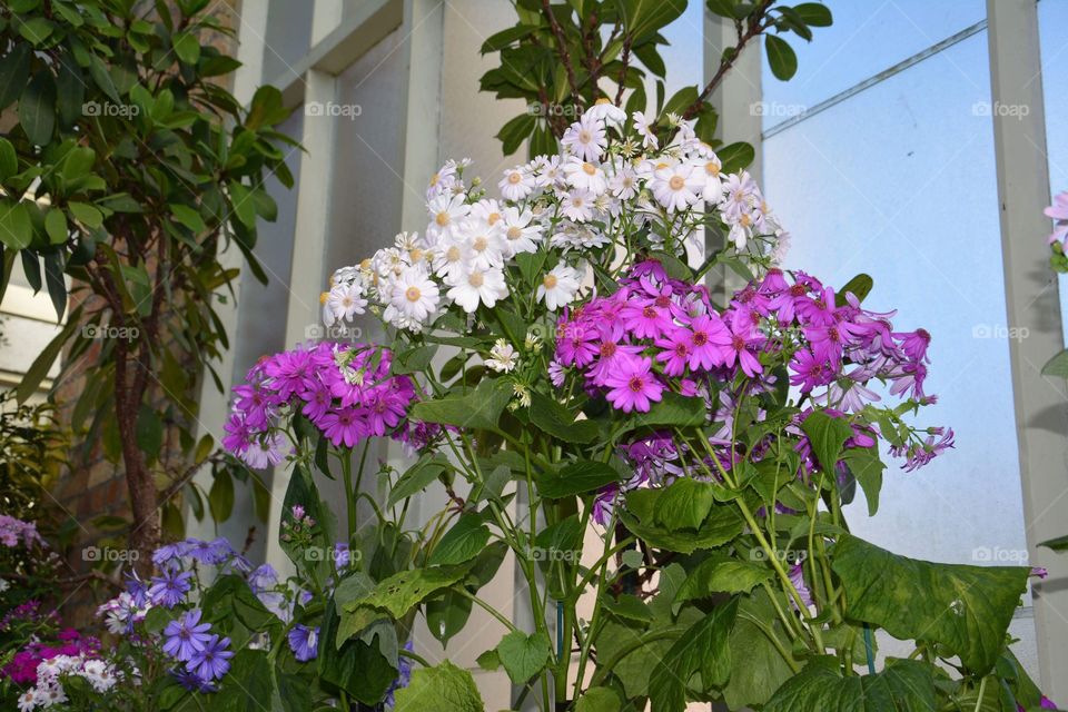 Beautiful flowers blossom inside the greenhouse 