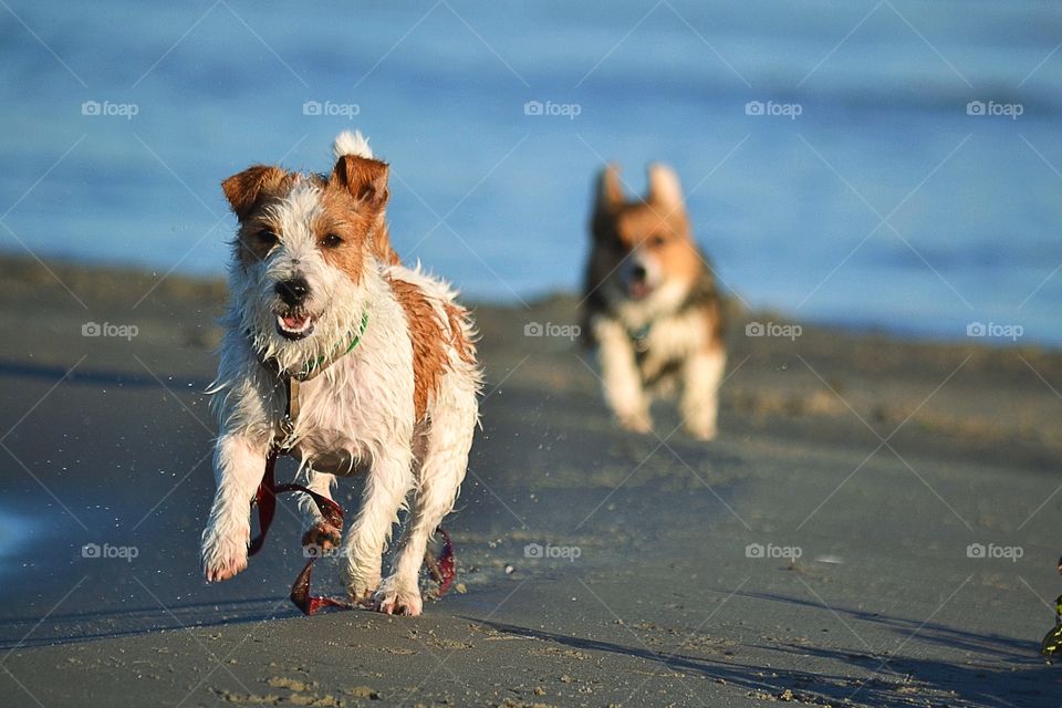 Two dogs running at beach