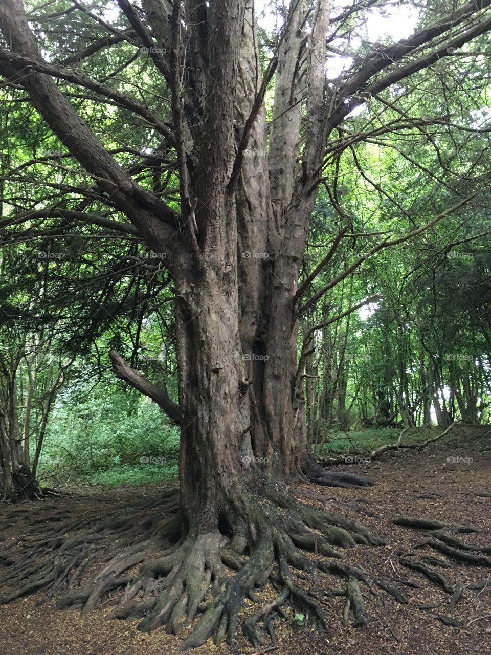 Old yew tree