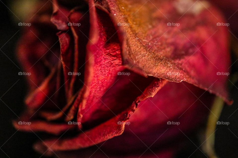 Closeup details of a dried dead red rose, with its delicate petals and curves still evident 