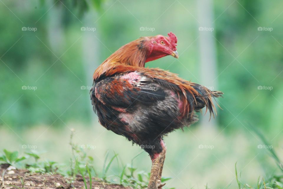 a chicken in the garden