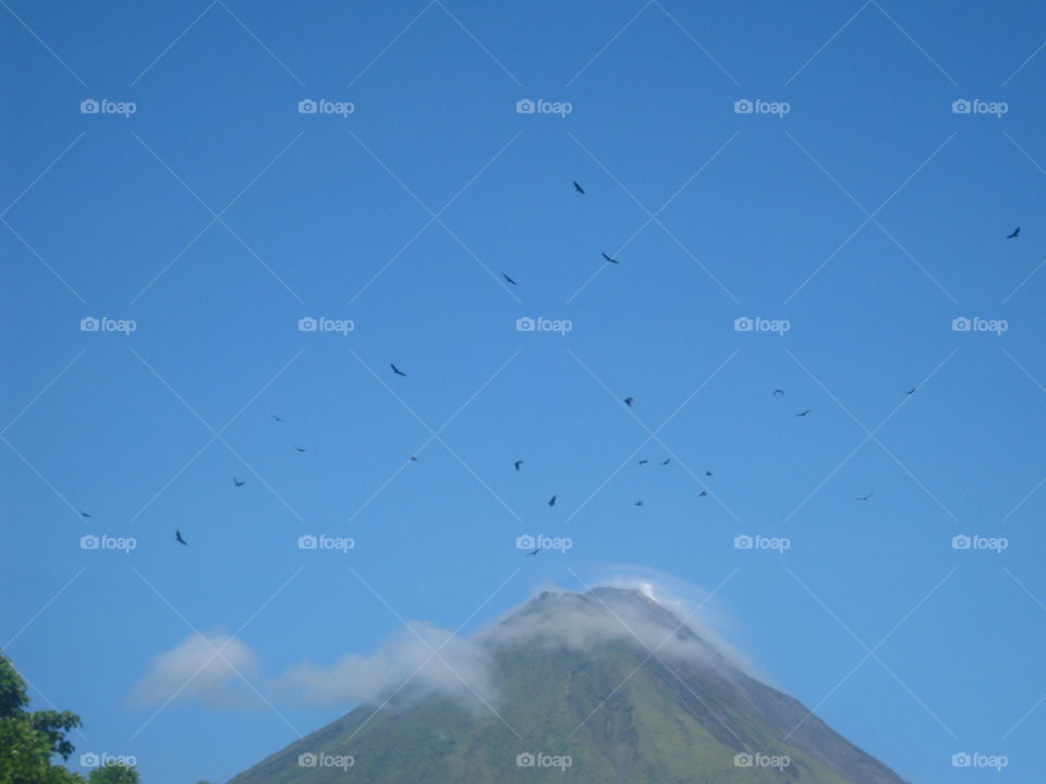 Large black birds eith the Arenal volcano in the background, Costa Rica.