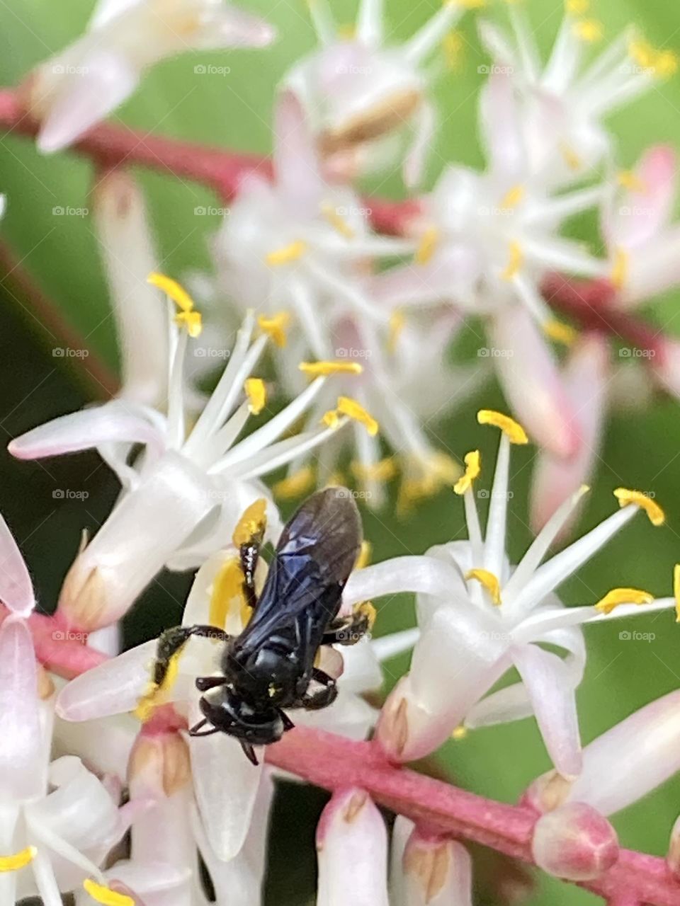 Abelha preta sugando o pólen de inflorescência branca. Flor com estames grandes.
