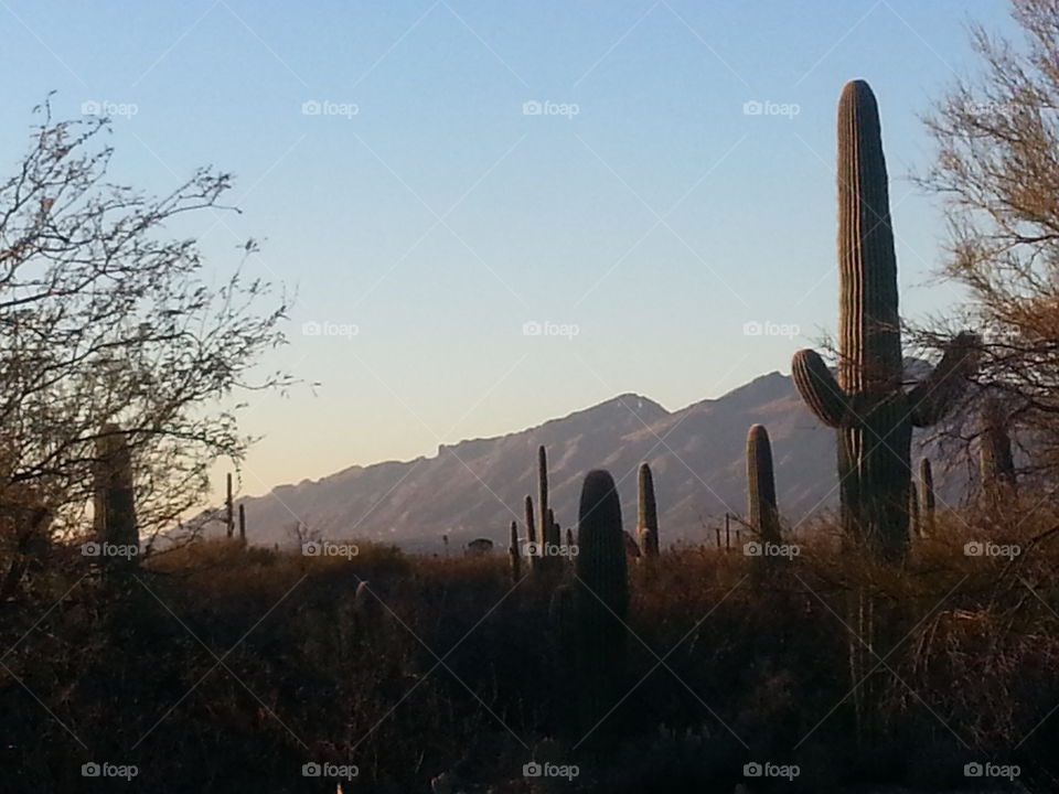 Saguaro silhouettes and the sunset on the Catalina Mountains (taken from saguaro national forest east)