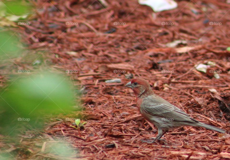 Male house finch with rosy head and breast standing on wood chips 