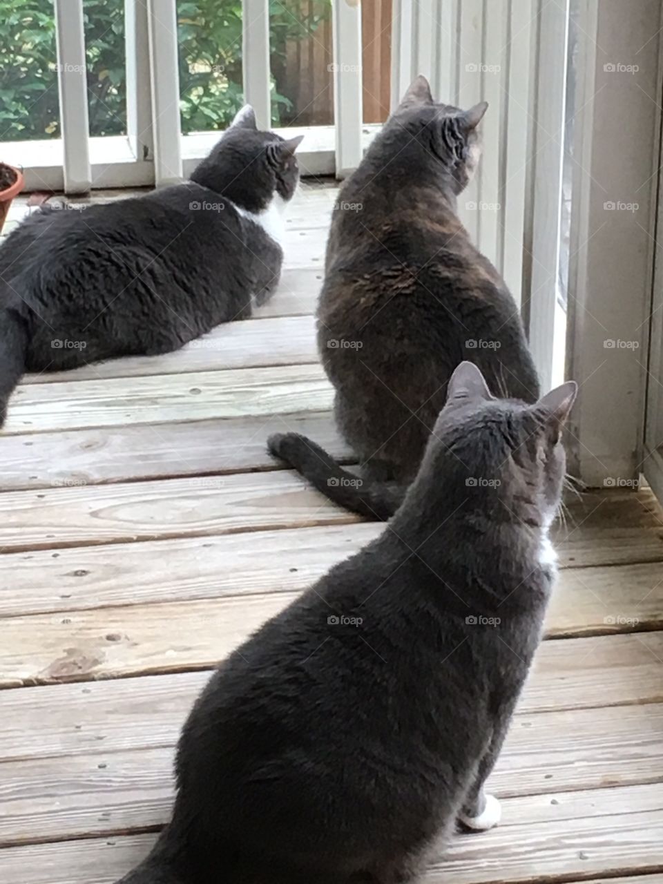 Looking at the squirrel