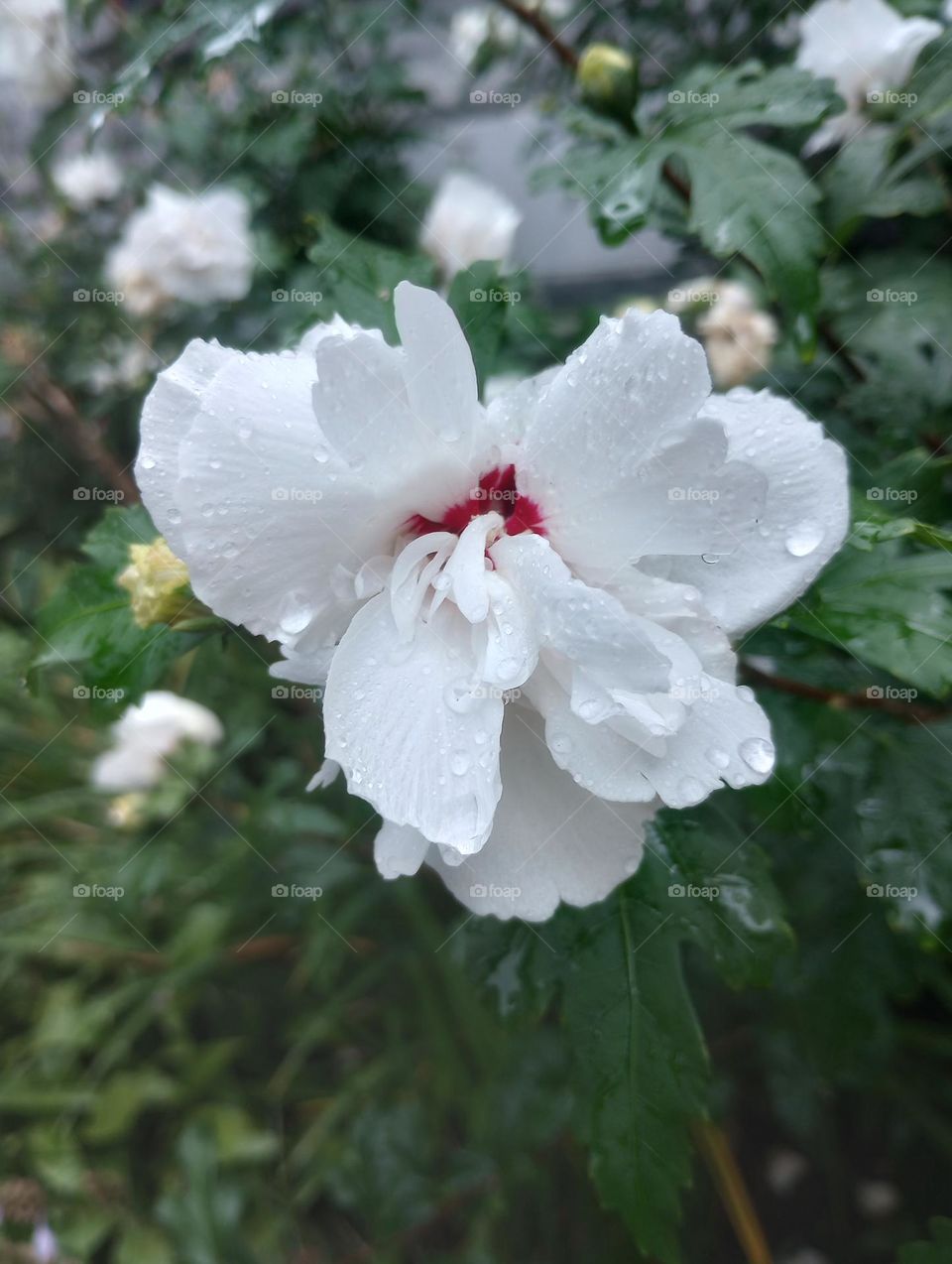 Beautiful White Flower