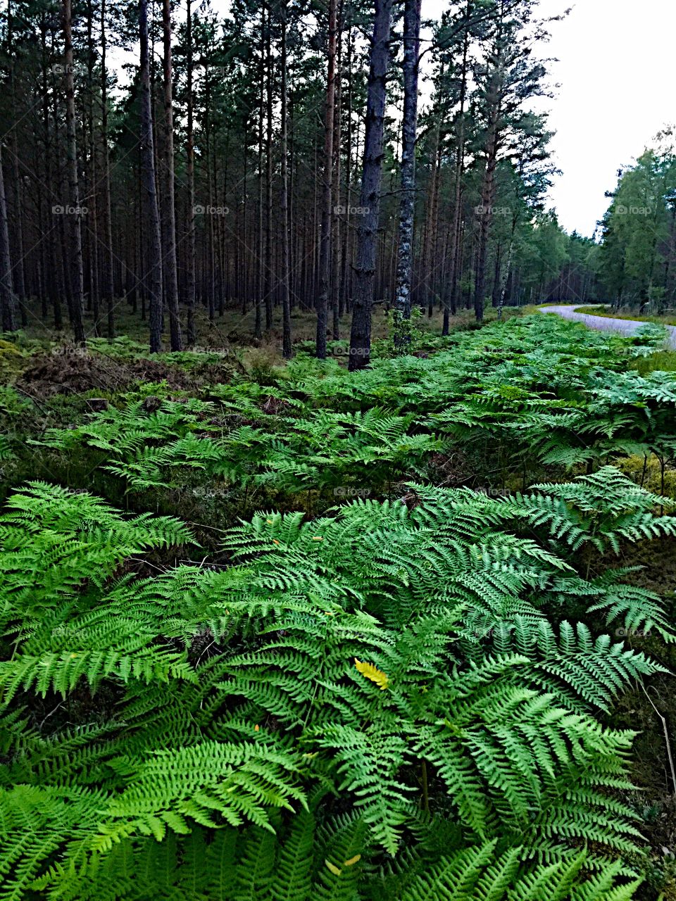 Ferns in the forest! 