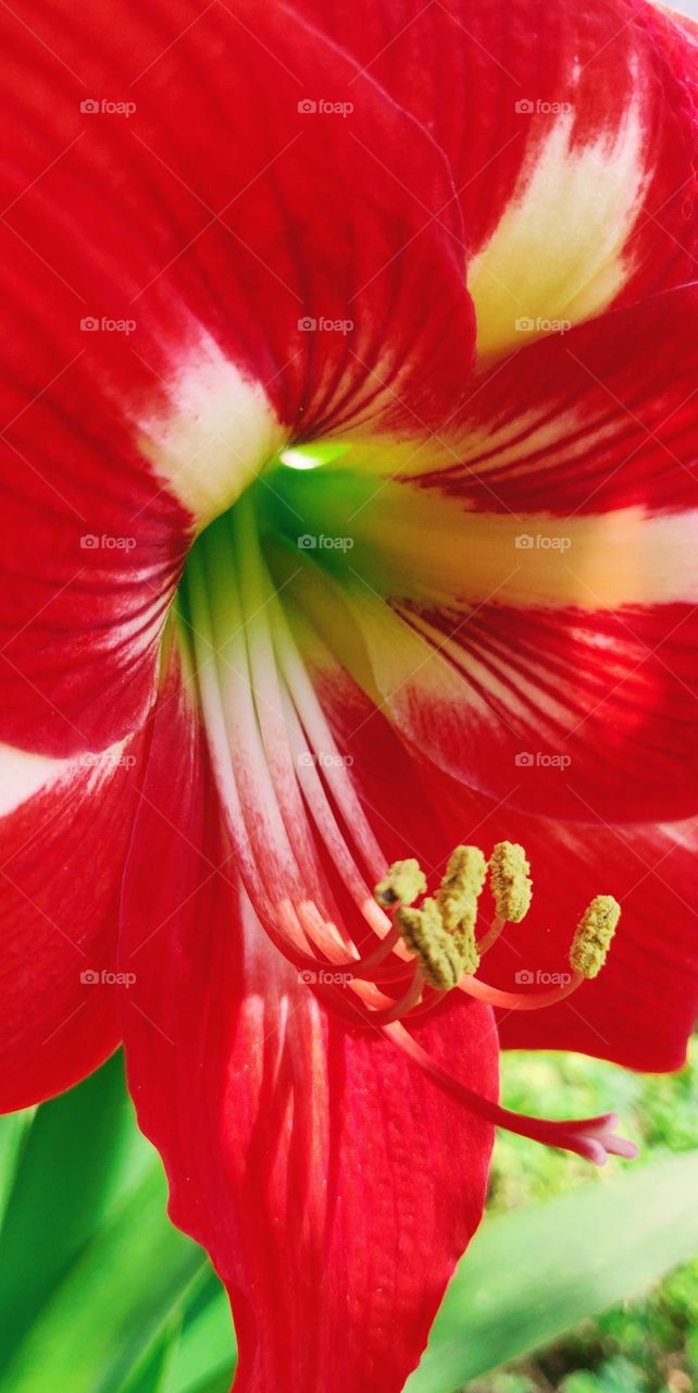 Close up the stigma and stamen of the Amaryllis flower.