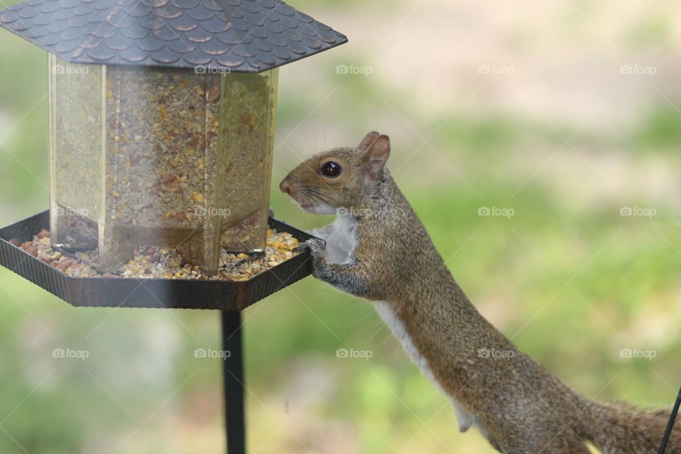 squirrel eating out of bird feeder