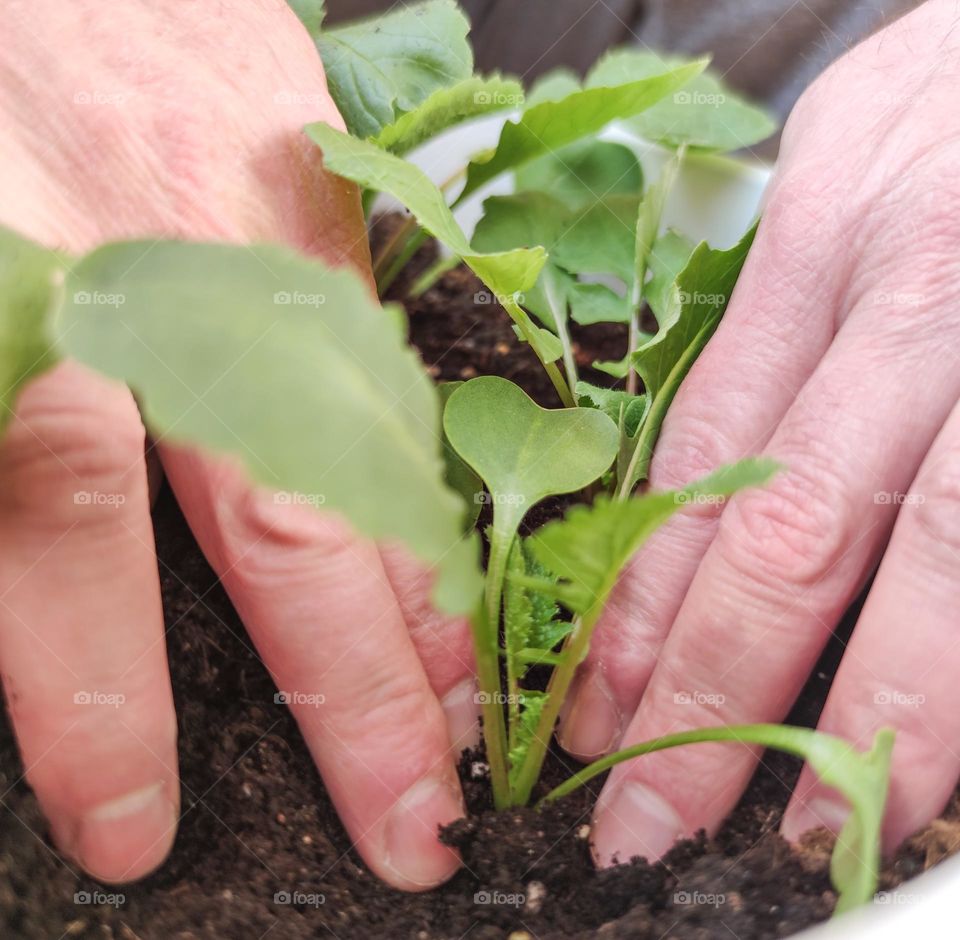 Homemade radish planting