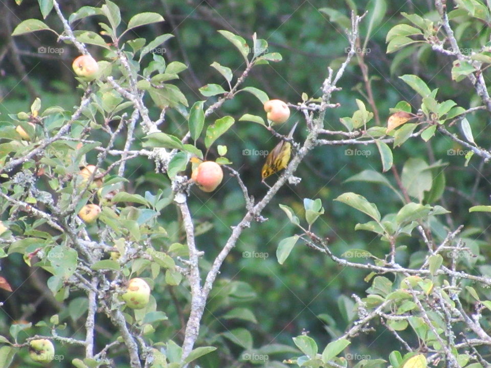 Fruit, Tree, Branch, Nature, Leaf