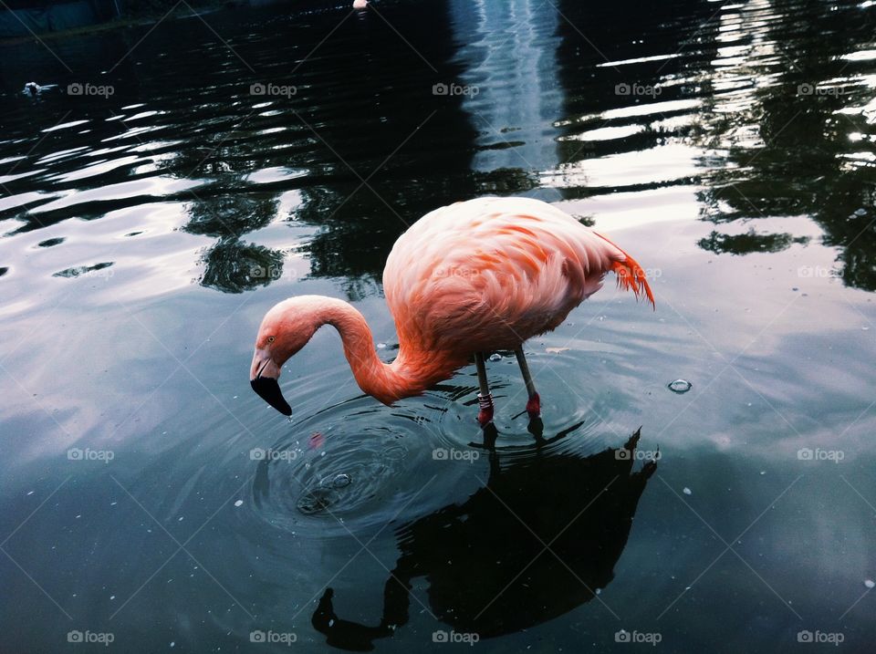 flamingo