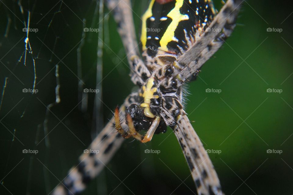 spider
