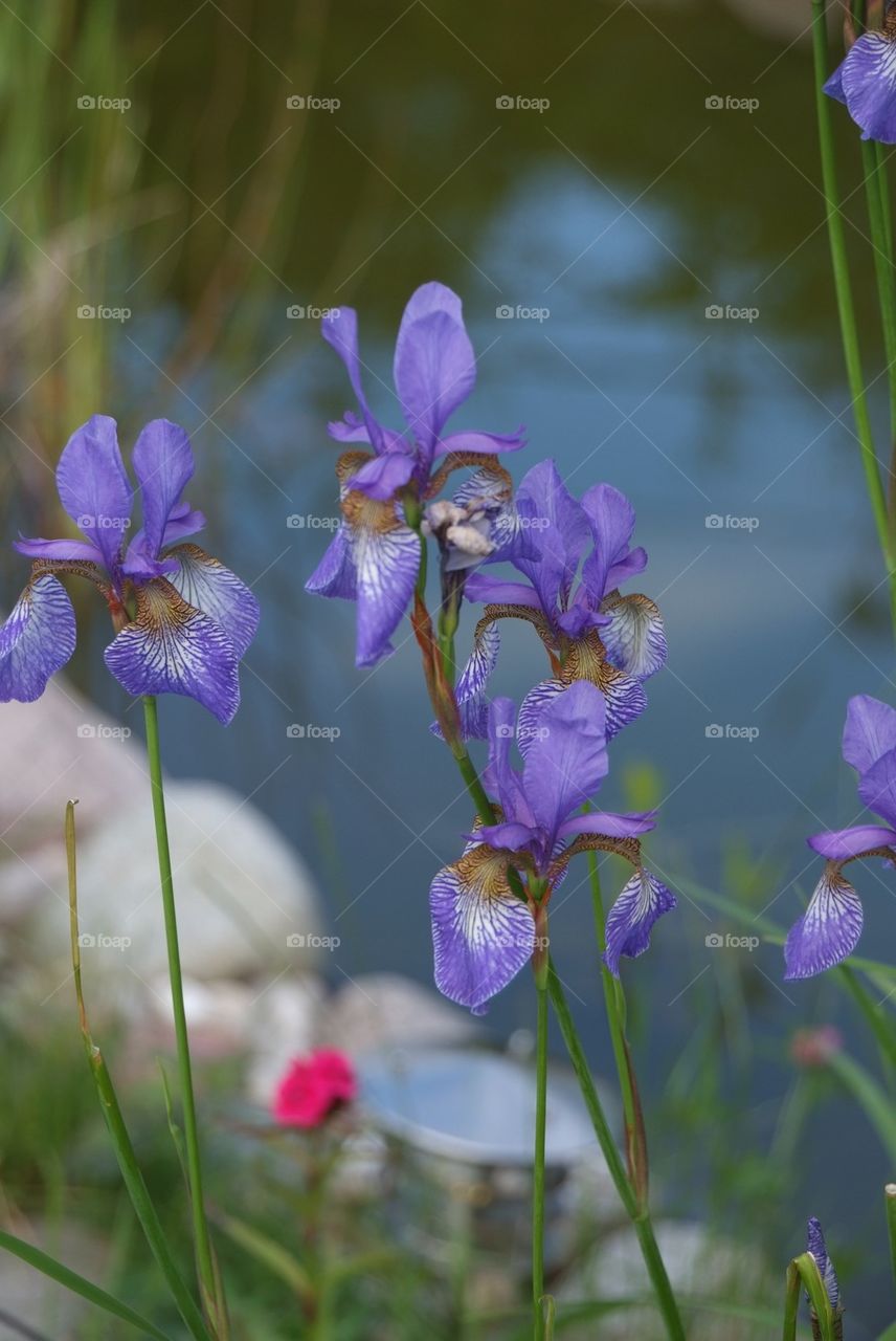 Iris flowers at pond