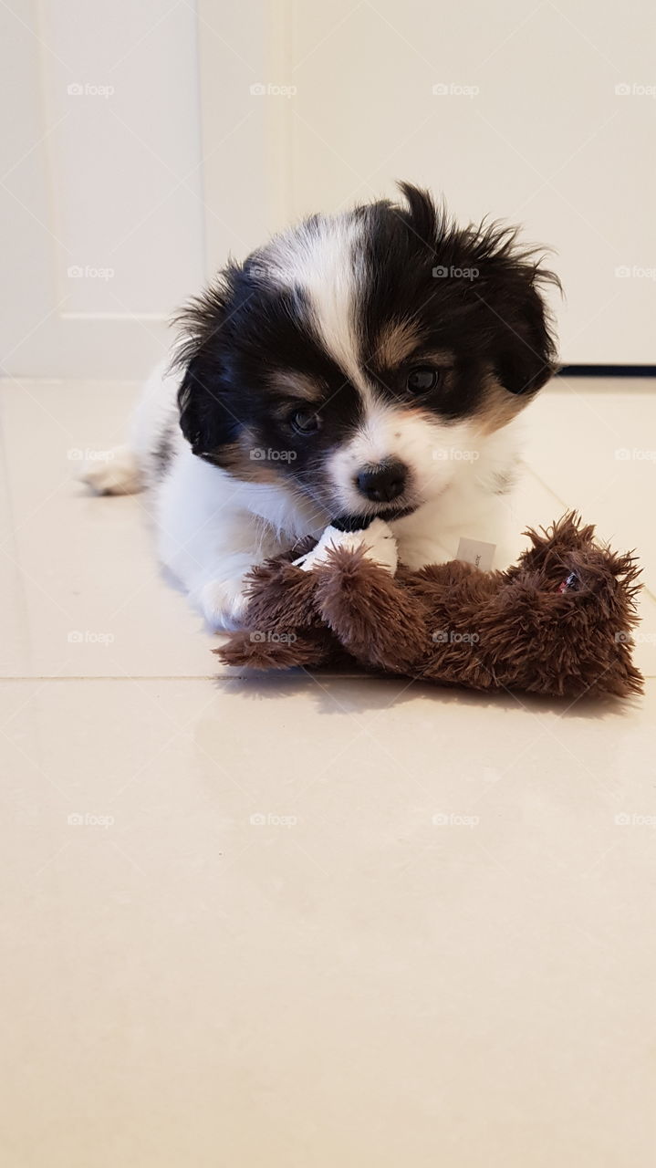 Maltese cross with teddy playtime
