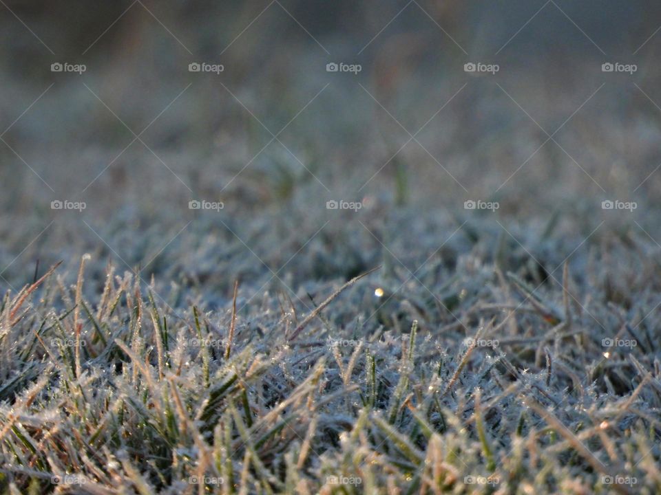 Surprise frost in Florida  (Golf Course) - Notice a coating of ice crystals, formed by moisture in the air overnight, among other things. This ice usually forms as white ice crystals or frozen dew drops on the grounds surface