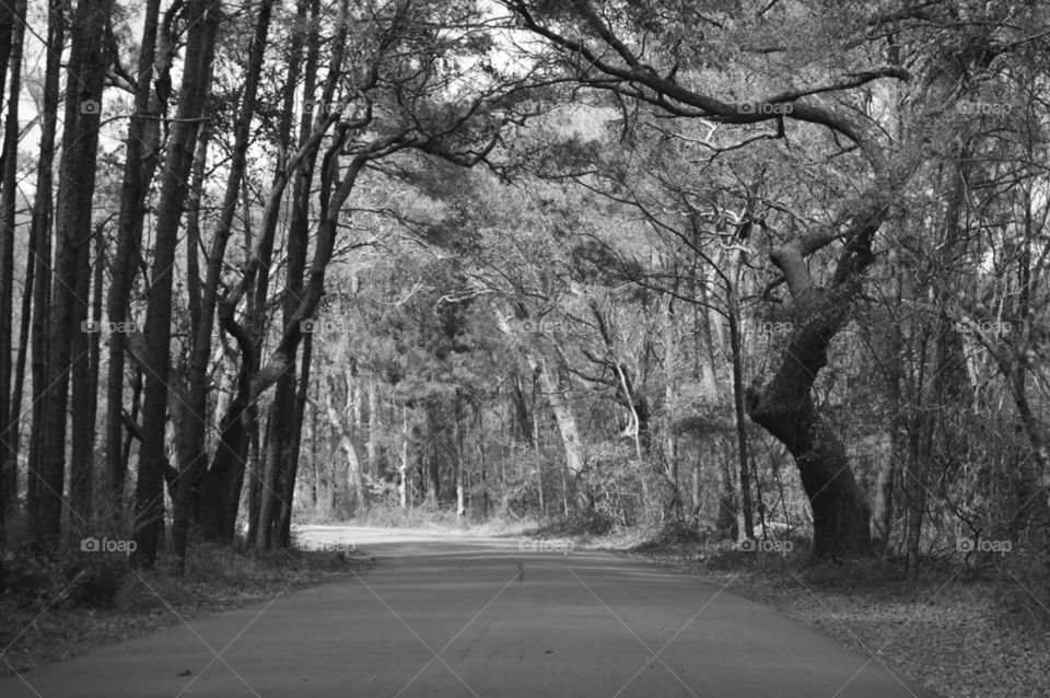 Tree, Wood, Road, Landscape, Guidance