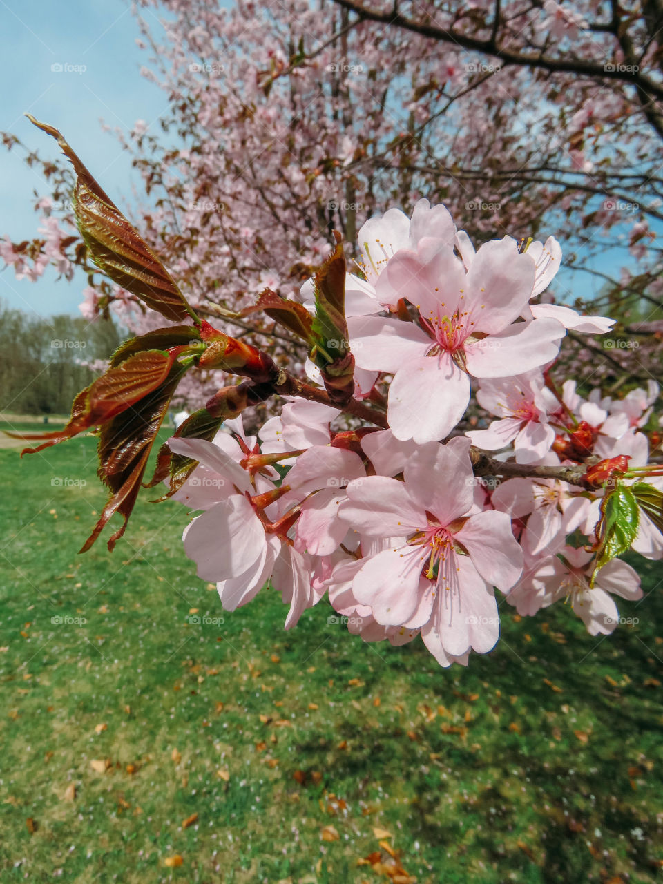 blooming sakura in spring on a sunny day