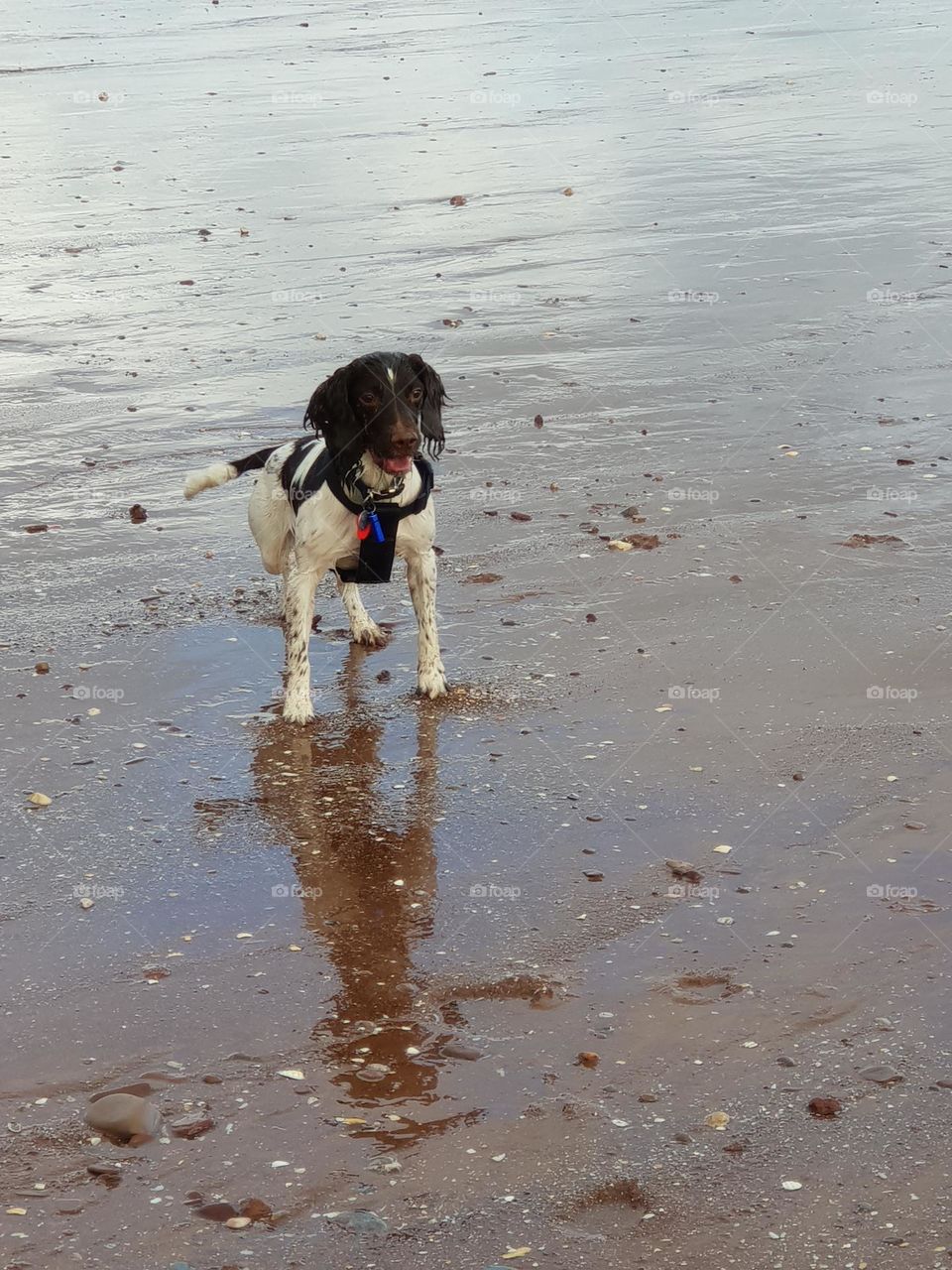 springer on the beach