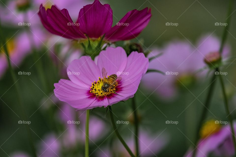 Bee and beautiful flower in the nature field
