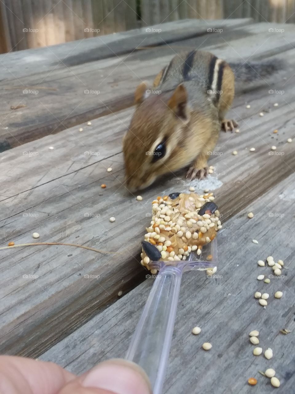 feeding chipmunk
