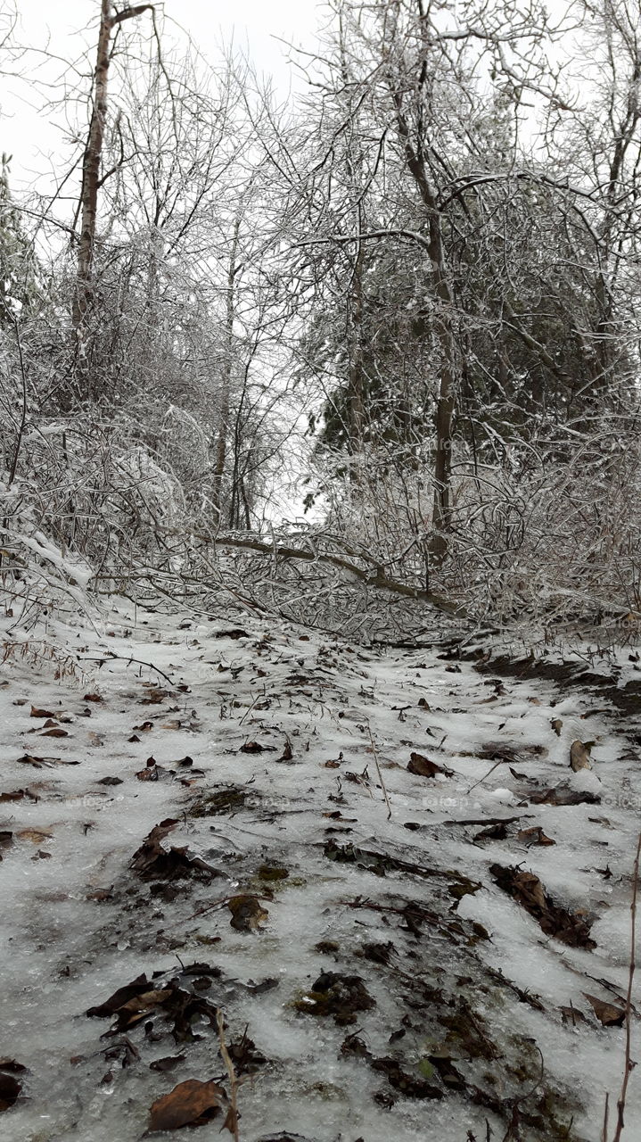 Winter's Path. Aftermath of the Spring 2016 Ice Storm.