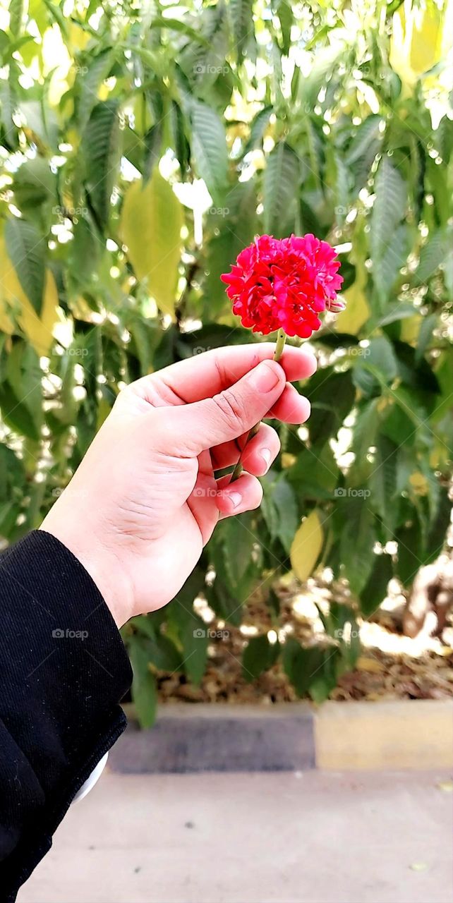 Hand holding a flower