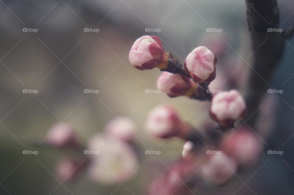 not yet opened pink flower buds on a fruit tree. soft pink color and blurred background. early spring.