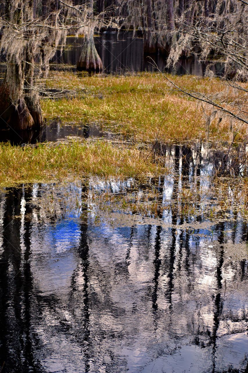View of reflected tree trunk