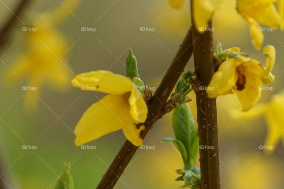 winter jasmine flower