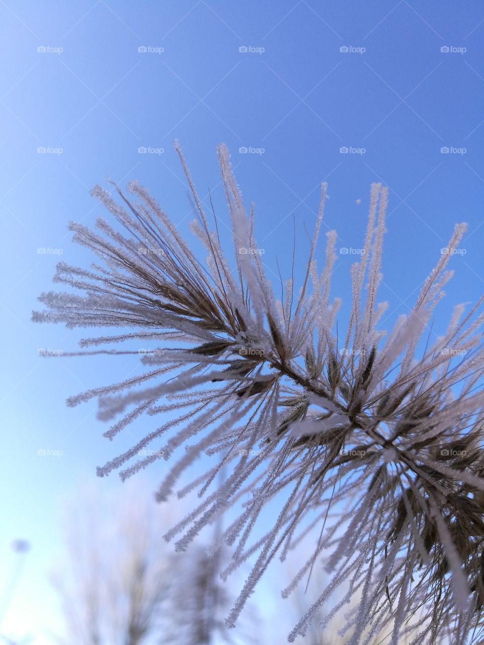 frosty grass